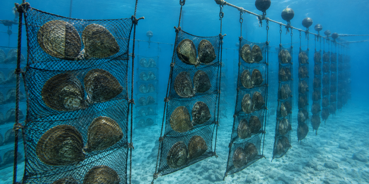 Pearl Farming Sustainability